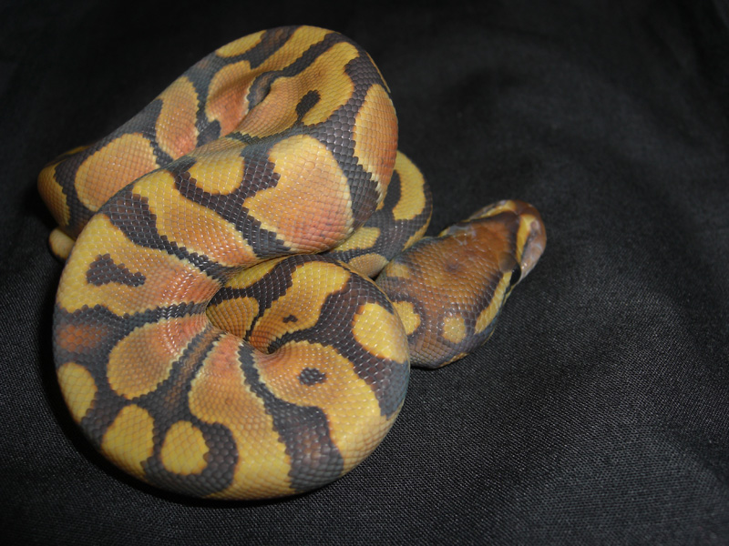 Enchi Hypo