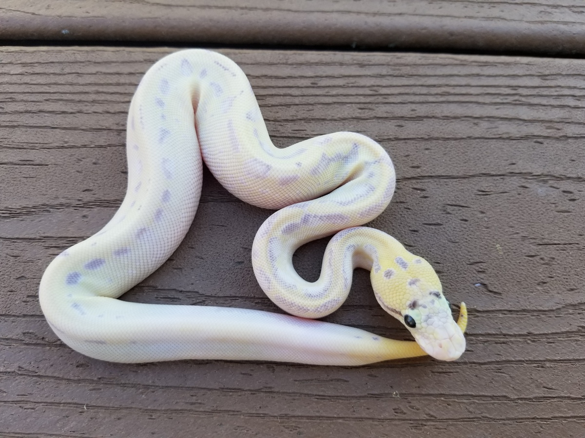 Enchi Ivory Leopard Pastel Spotnose