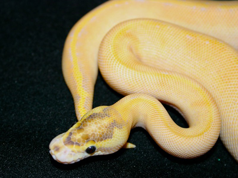 Enchi Ivory