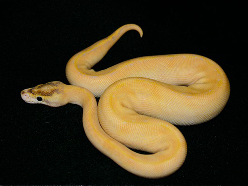 Enchi Ivory