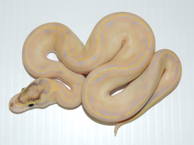 Enchi Ivory