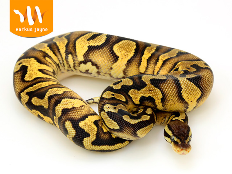 Enchi Java Yellow Belly