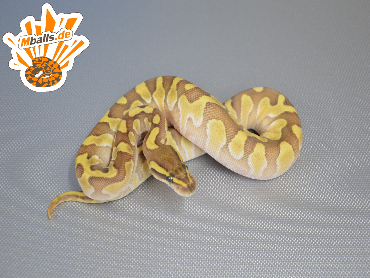 Enchi Jungle Woma Lesser