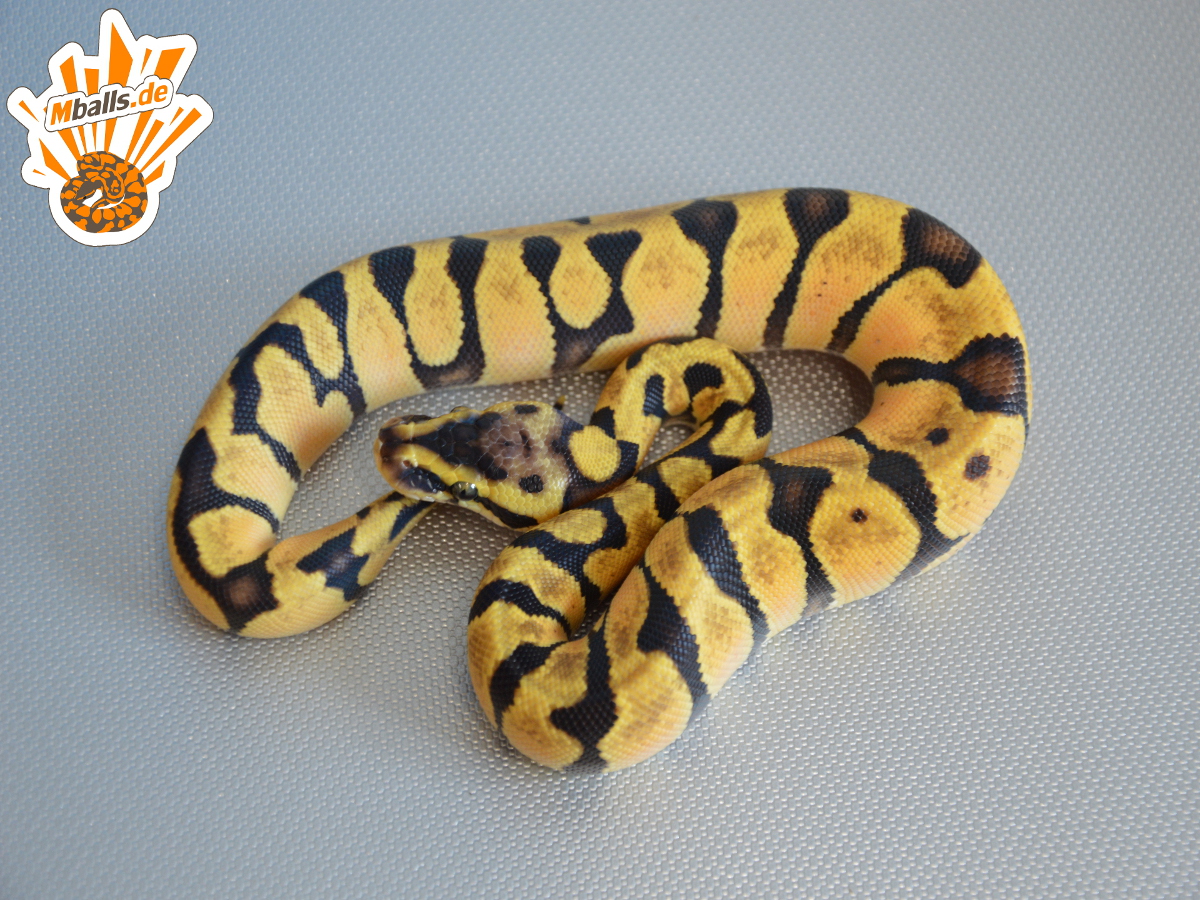 Enchi Jungle Woma Pastel