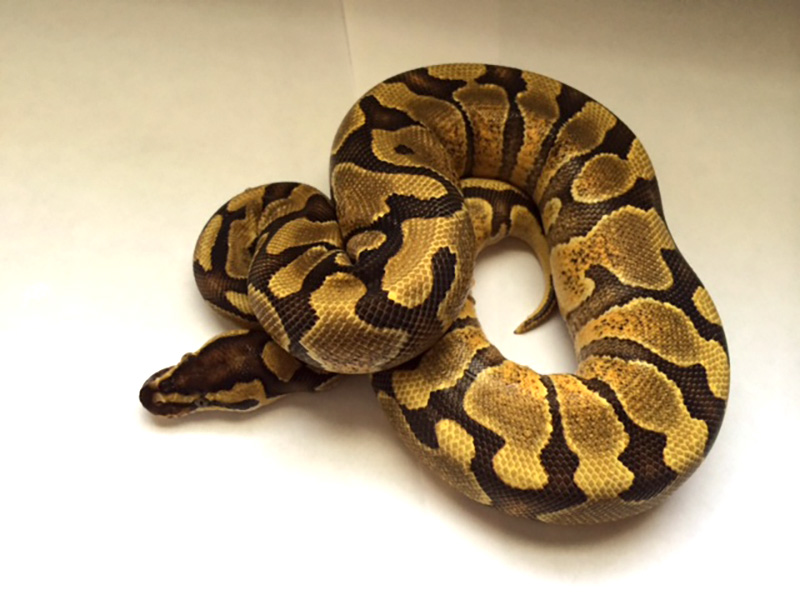 Enchi Jungle Woma Yellow Belly