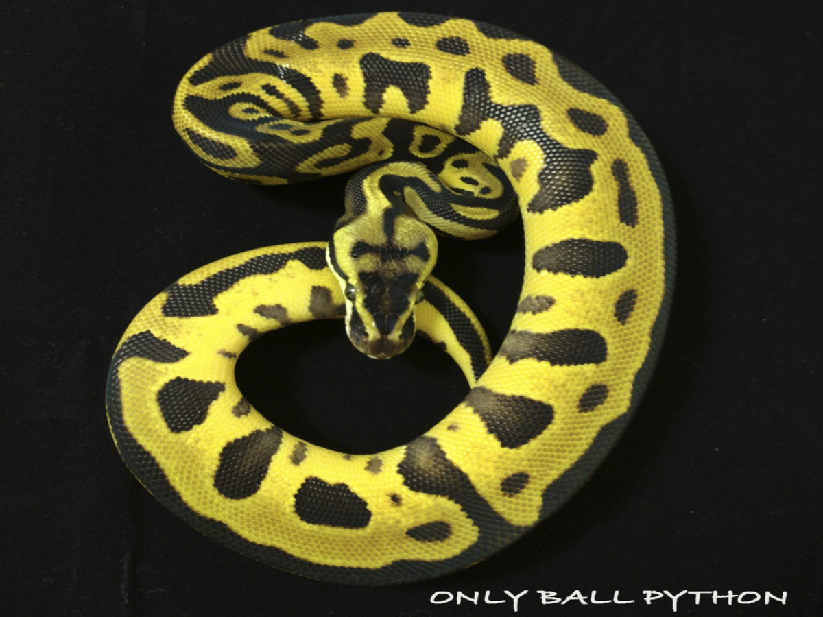 Enchi Lemon Pastel Leopard