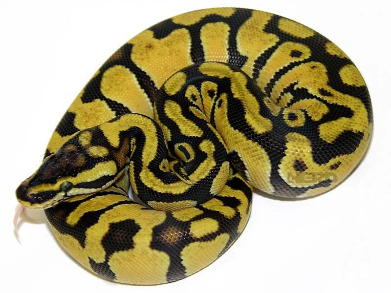 Enchi Lemon Pastel