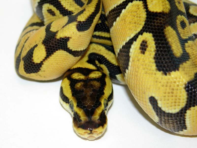 Enchi Lemon Pastel