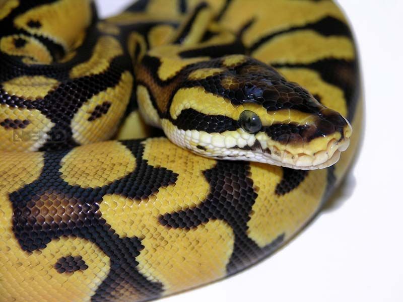 Enchi Lemon Pastel