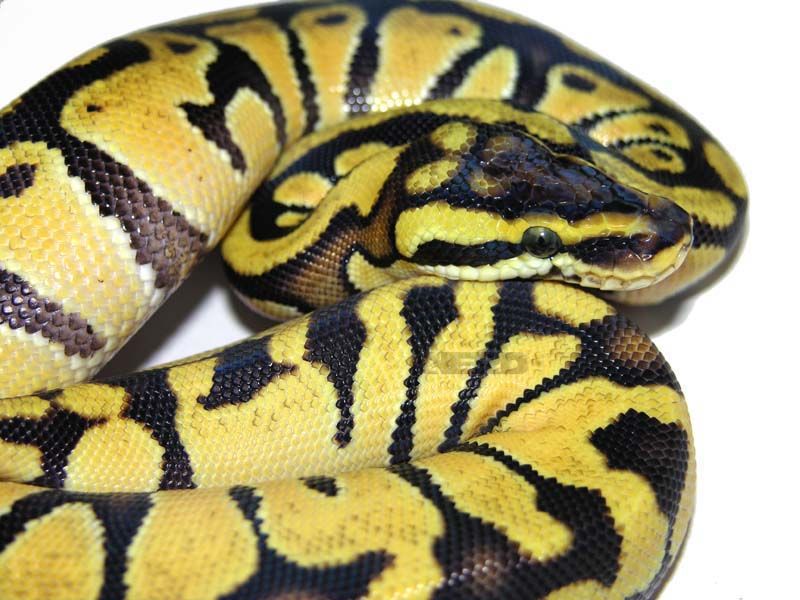 Enchi Lemon Pastel