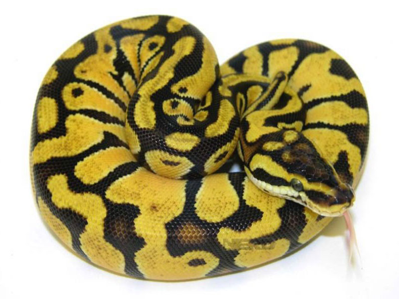 Enchi Lemon Pastel