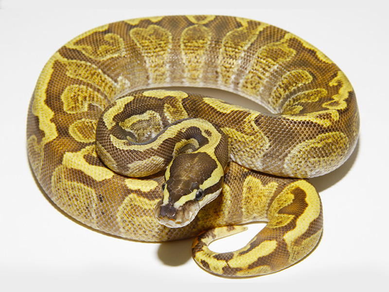 Enchi Lemonback Ghi