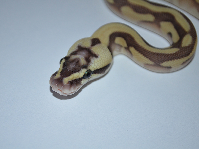 Enchi Leopard Lesser Pastel