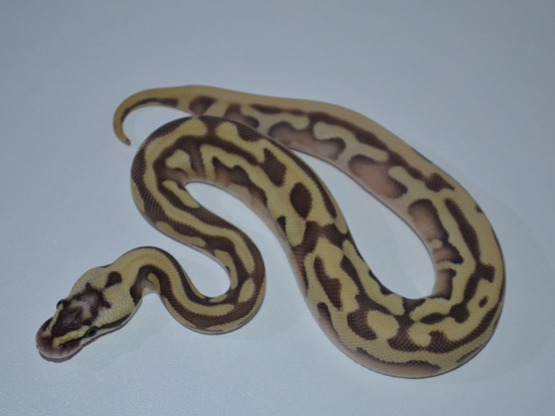 Enchi Leopard Lesser Pastel