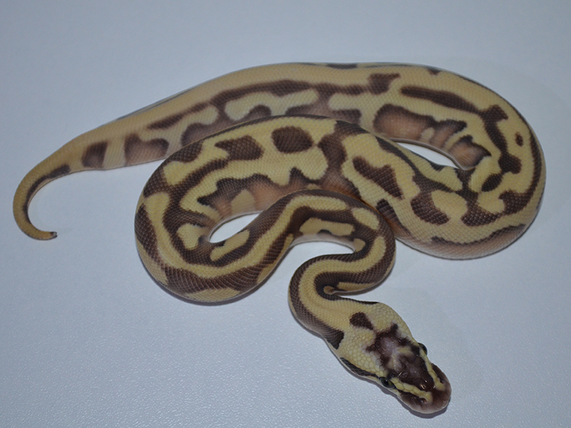 Enchi Leopard Lesser Pastel