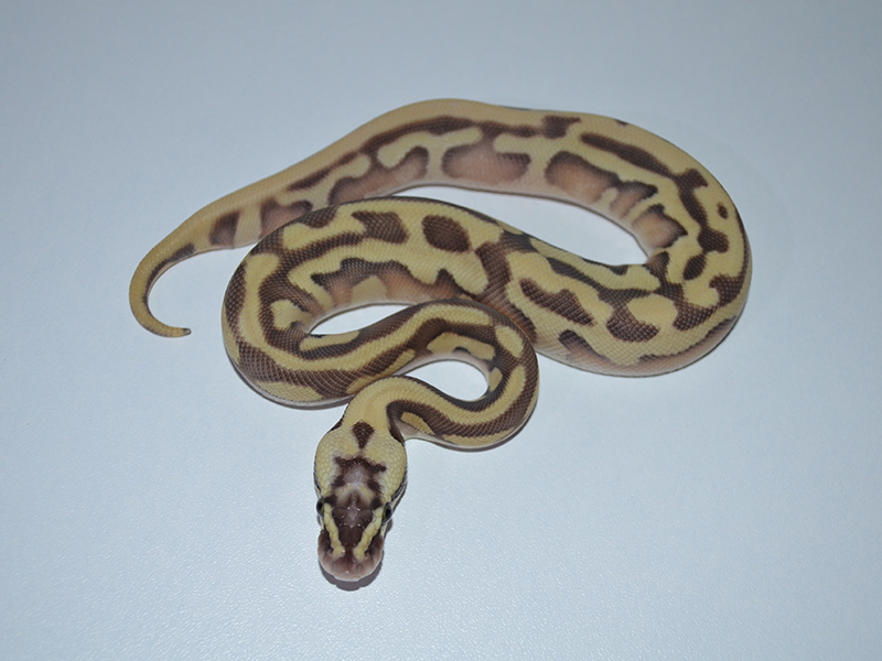 Enchi Leopard Lesser Pastel