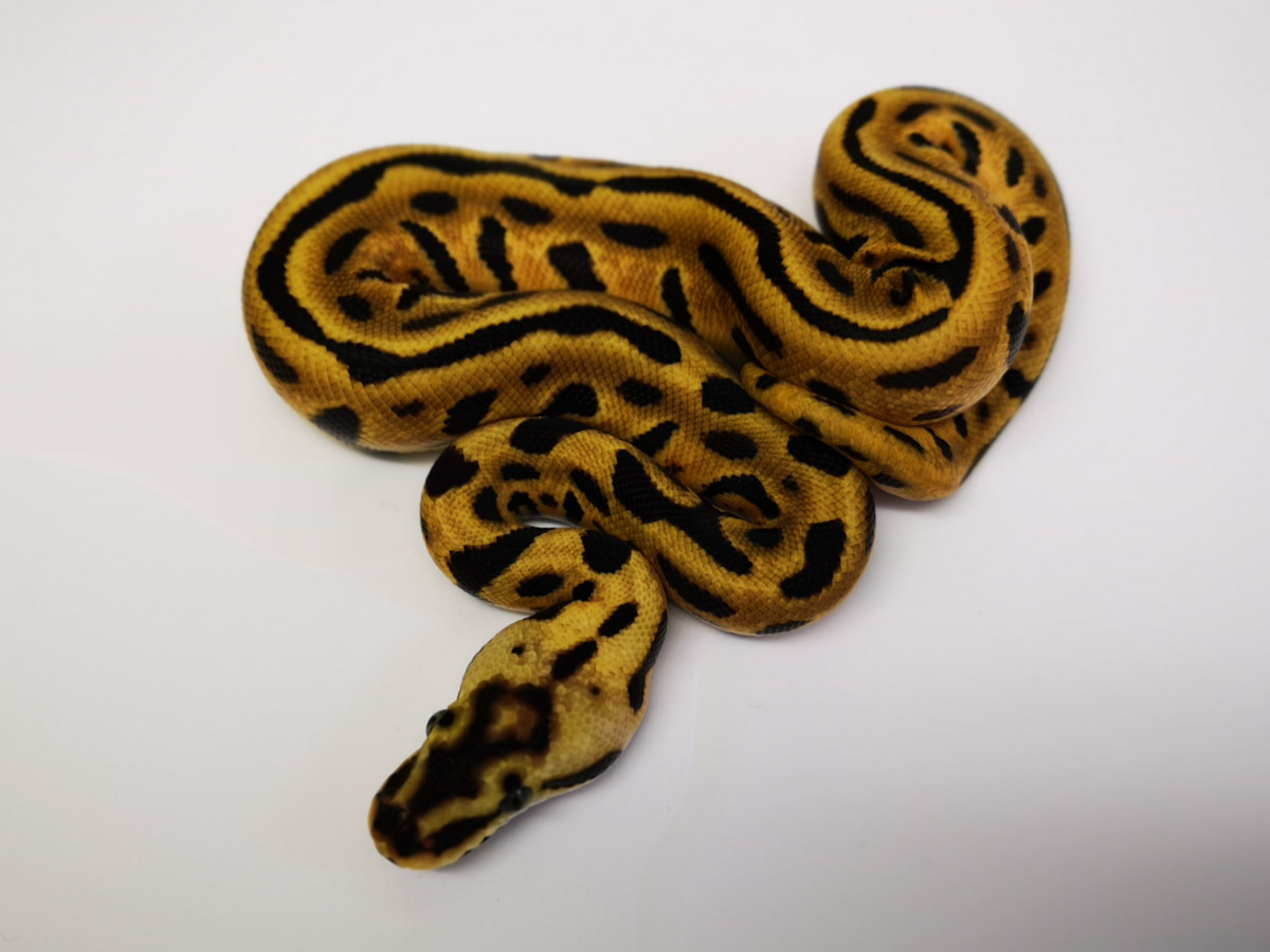 Enchi Leopard Ball Mojave Pastel Woma Morph List World of Ball Pythons
