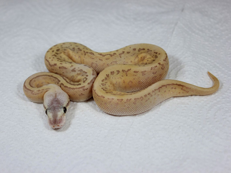 Enchi Leopard Lesser Pastel Pinstripe