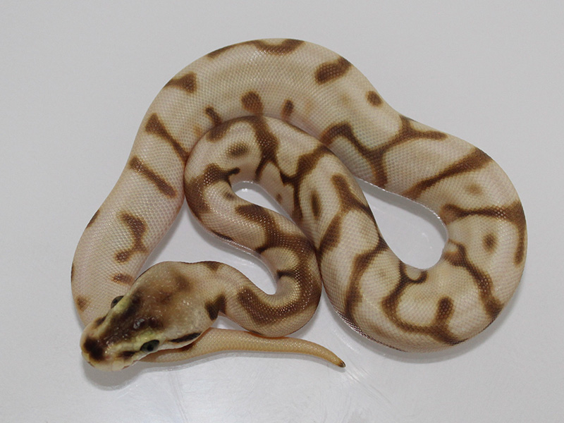 Enchi Leopard Lesser Spider