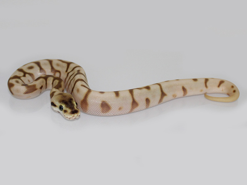 Enchi Leopard Lesser Spider