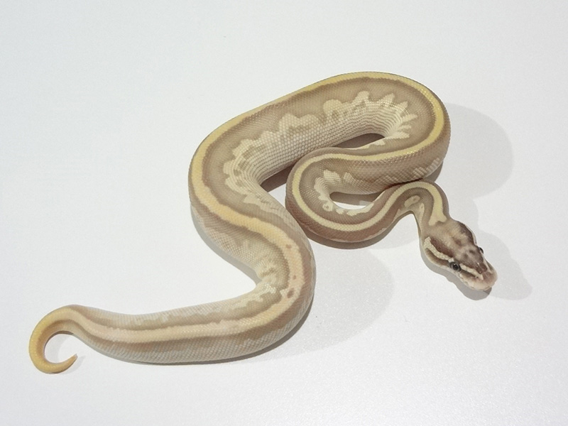 Enchi Leopard Lesser Super Pastel