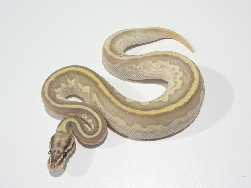 Enchi Leopard Lesser Super Pastel