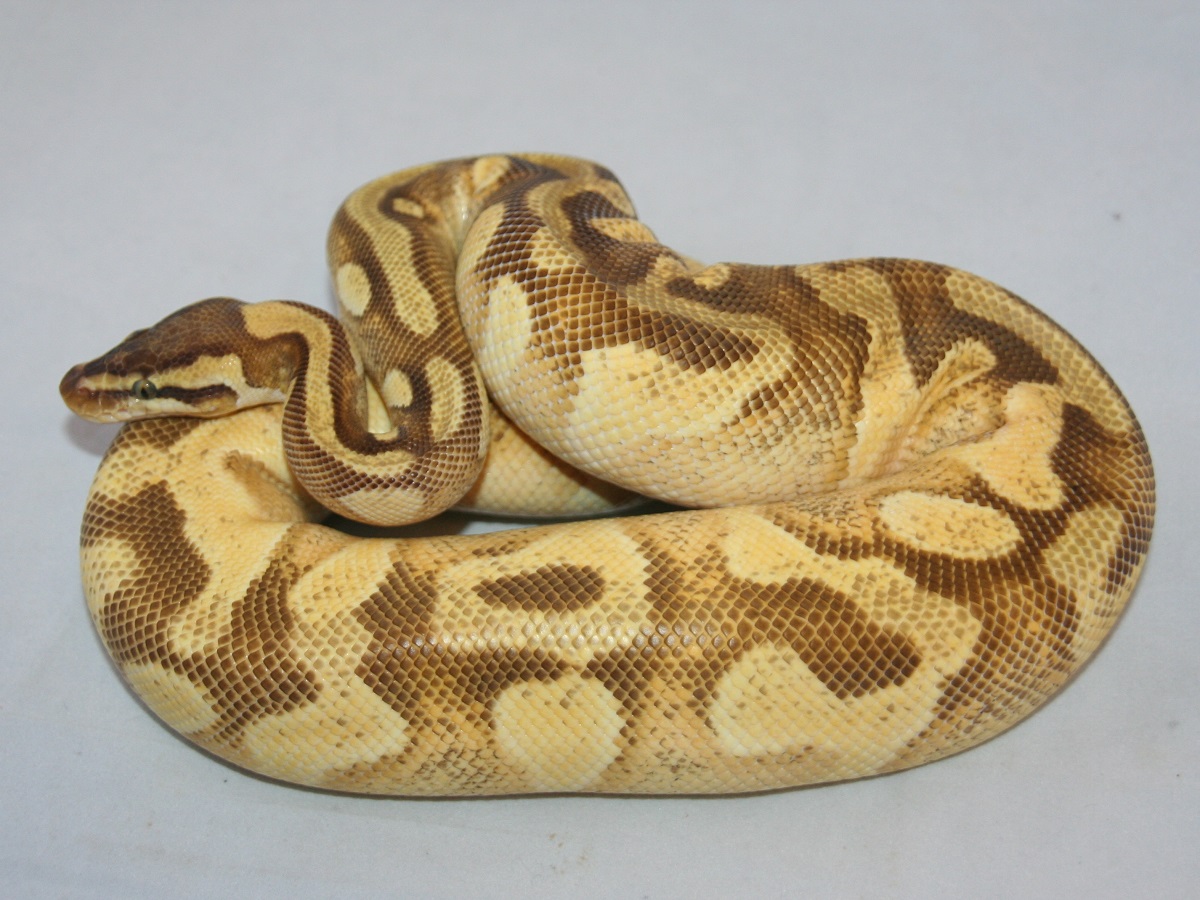 Enchi Leopard Mojave Pastel Yellow Belly