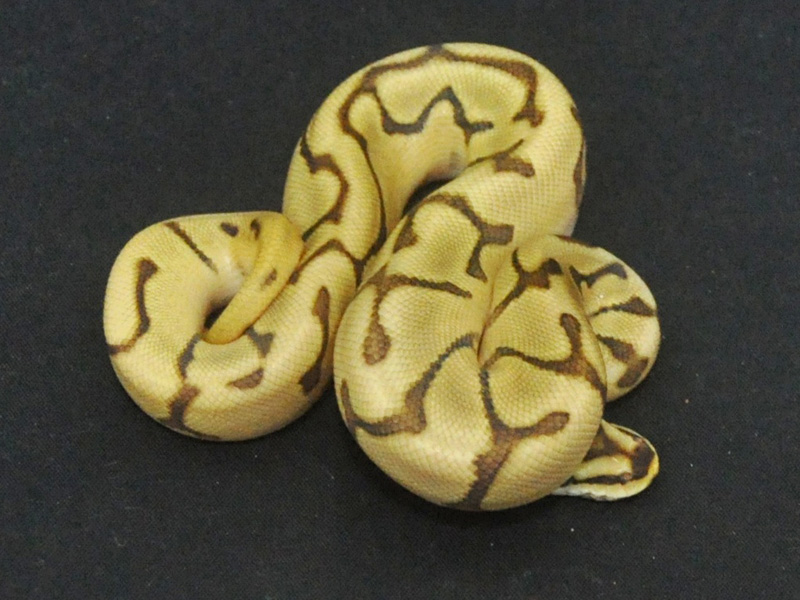 Enchi Leopard Mojave Spider