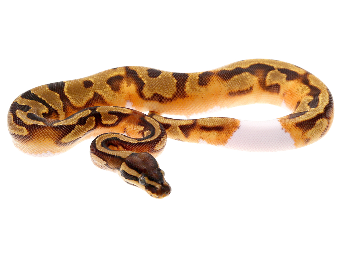 Enchi Leopard Pastel Piebald