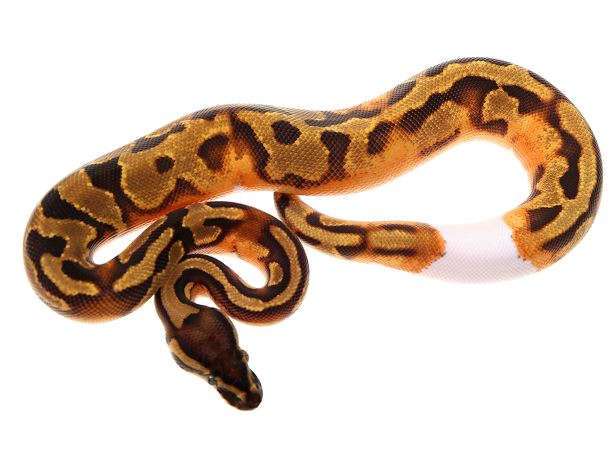 Enchi Leopard Pastel Piebald