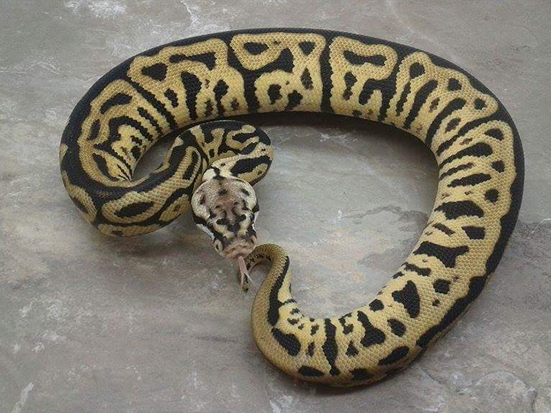 Enchi Leopard Pastel Spotnose