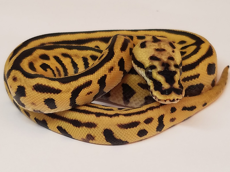 Enchi Leopard Pastel Spotnose