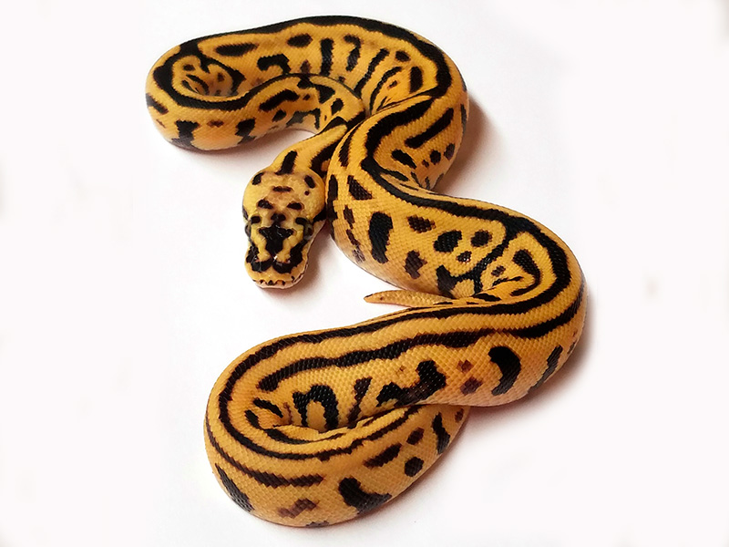 Enchi Leopard Pastel Spotnose