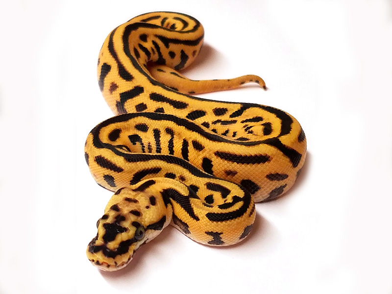 Enchi Leopard Pastel Spotnose