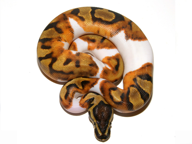 Enchi Leopard Pied