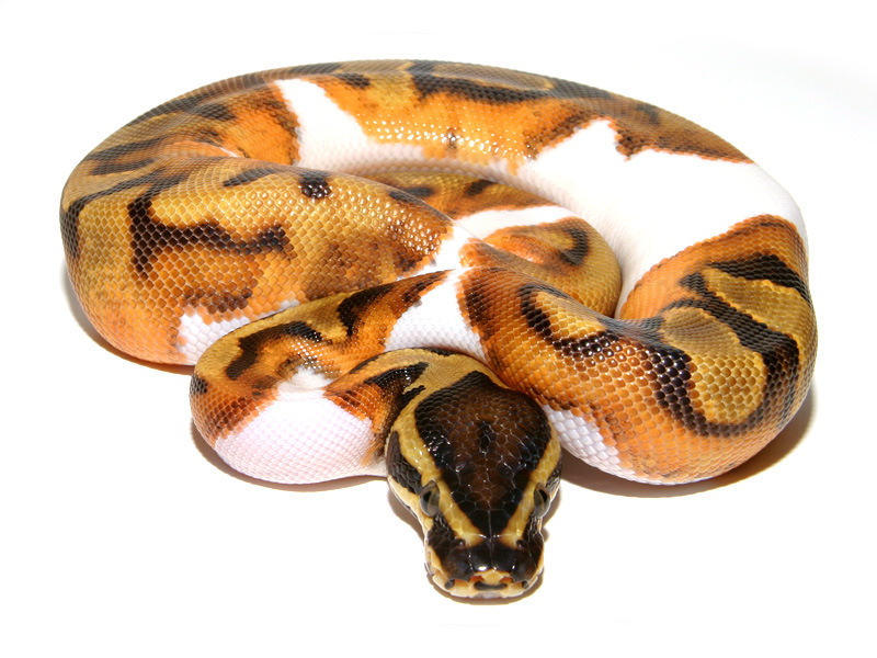 Enchi Leopard Pied