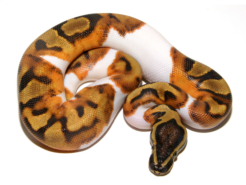 Enchi Leopard Pied