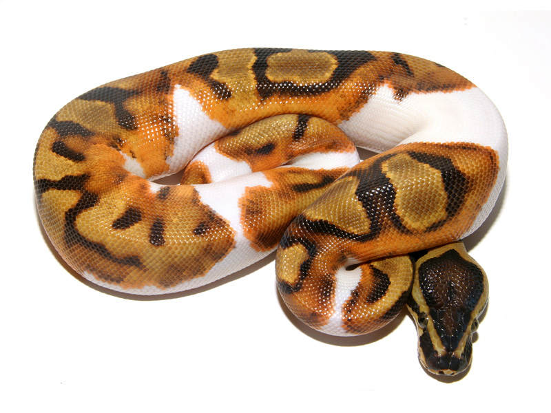 Enchi Leopard Pied