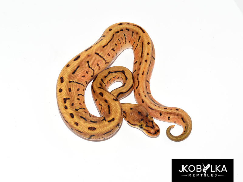 Enchi Leopard Pinstripe Spotnose