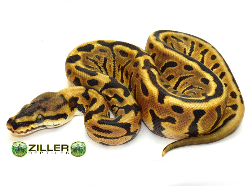 Enchi Leopard Spotnose