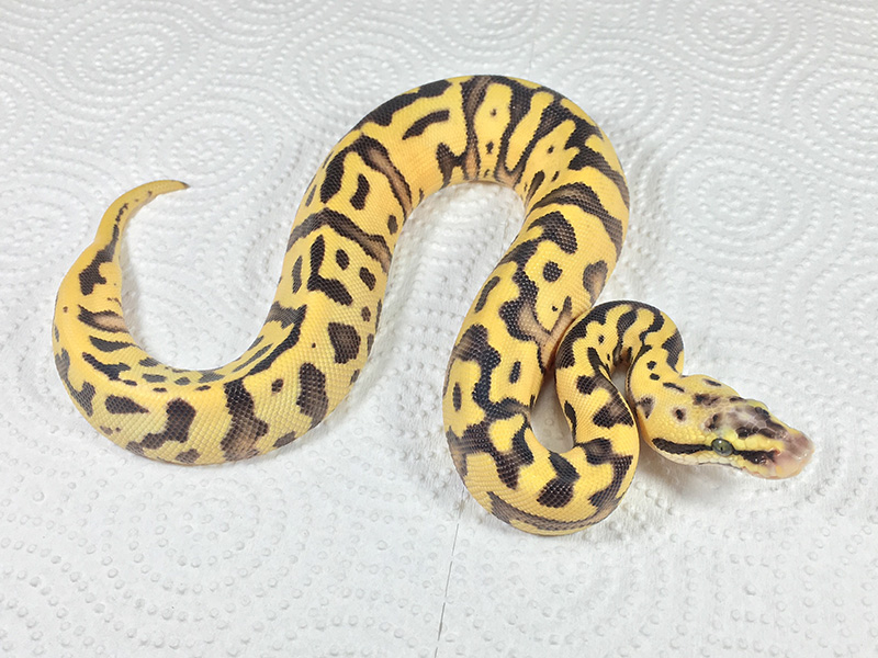 Enchi Leopard Super Pastel