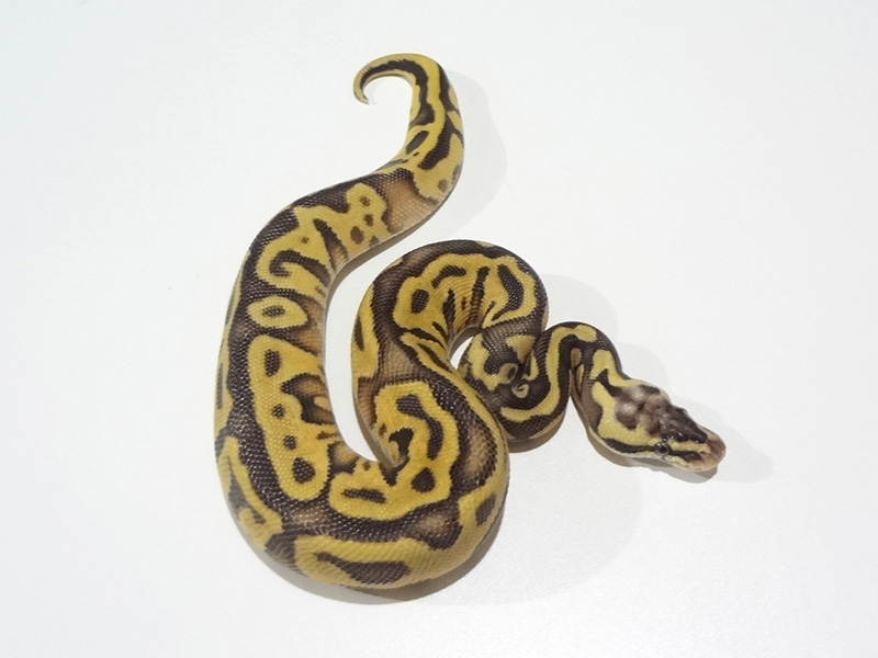 Enchi Leopard Super Pastel