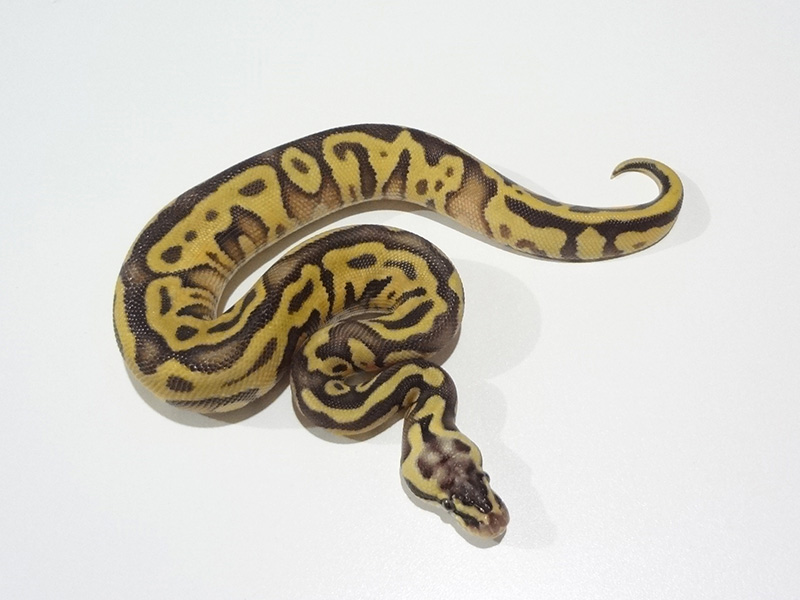 Enchi Leopard Super Pastel