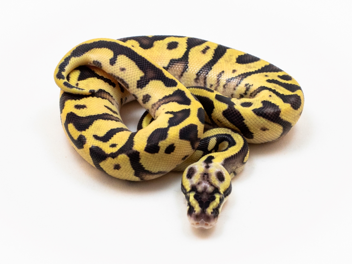 Enchi Leopard Super Pastel