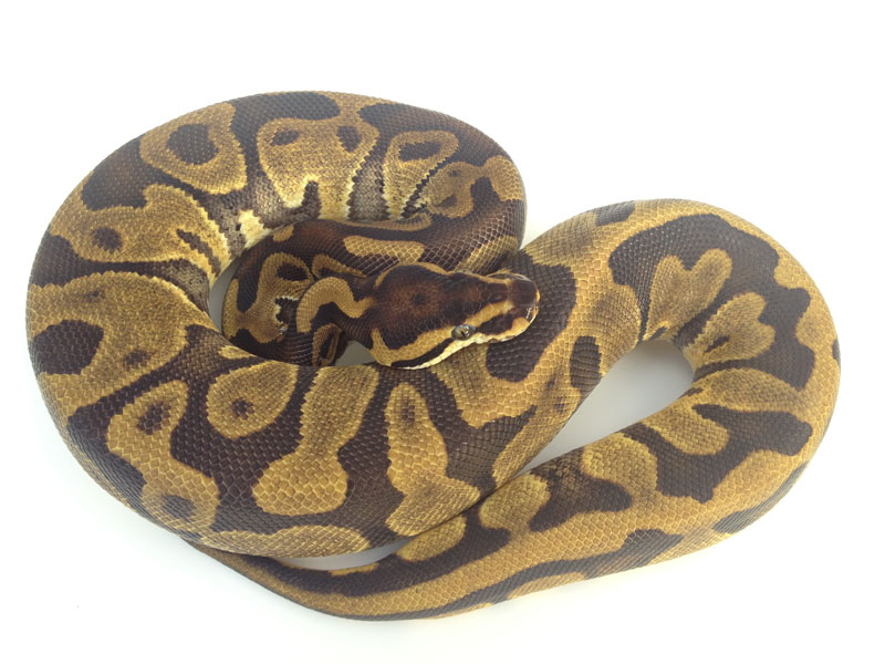 Enchi Leopard