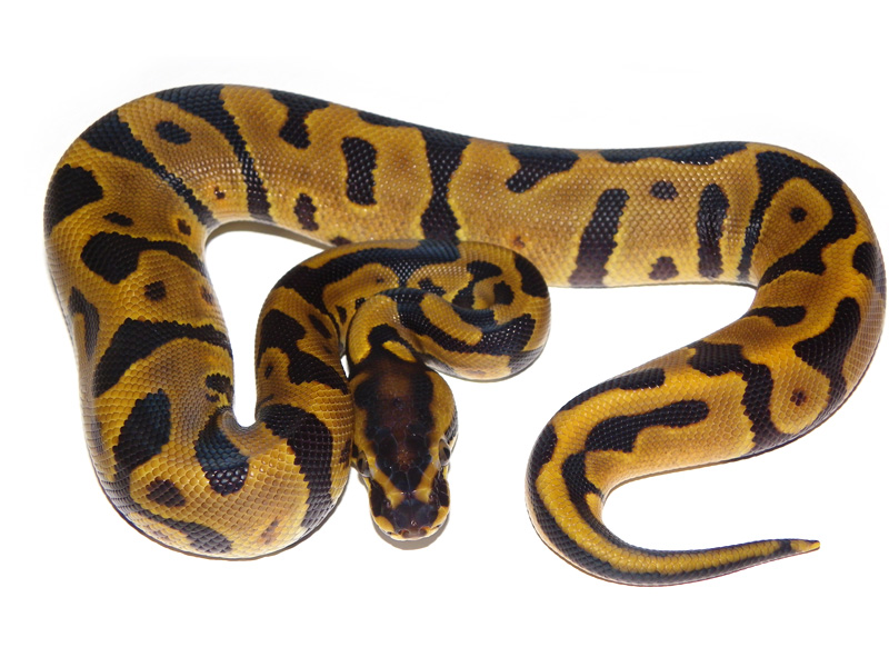 Enchi Leopard