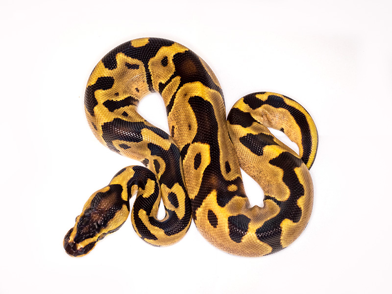 Enchi Leopard