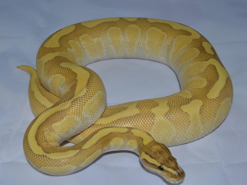 Enchi Lesser Fire