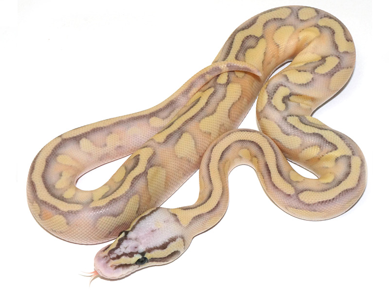Enchi Lesser Lucifer Pastel Yellow Belly
