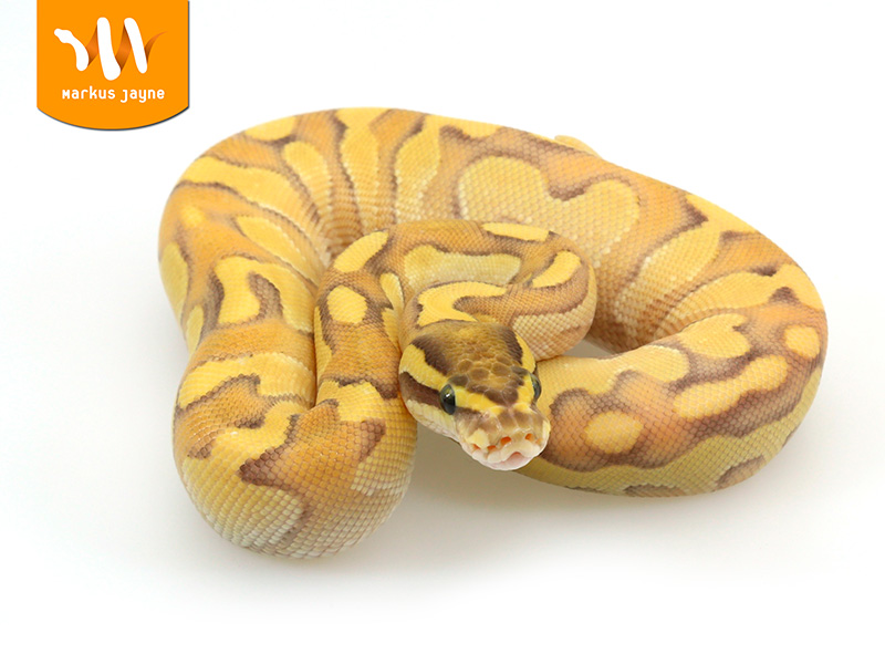 Enchi Lesser Orange Dream Pastel